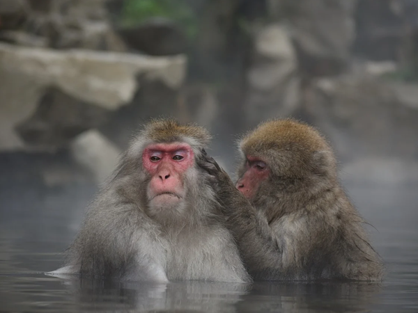 温泉に浸かるお猿カップル